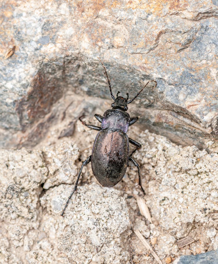 Black Ground Beetle On Stony Ground