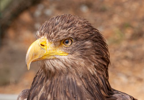 Close-Up Photo Of An Eagle