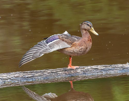 Side view of duck standing on trunk of thee in middle of pond