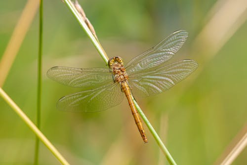 Closeup of representative of flying insects dragonfly with transparent fragile wings sitting on green plant stem