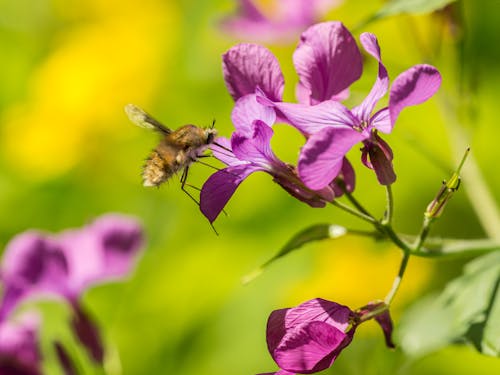 Free Close-Up Photo Of Bee On Purple Flower Stock Photo