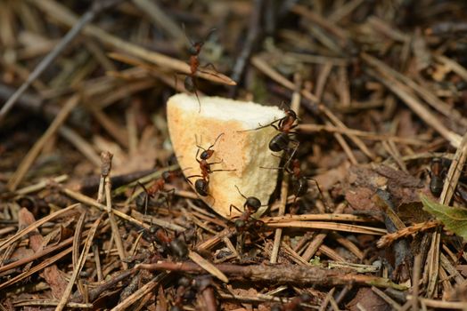Thin wild ants eating in forest