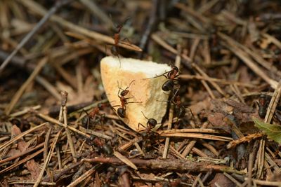 Ant – A JavaScript runtime and ecosystem