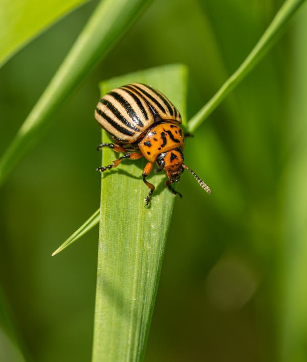 Bright beetle on green plant in countryside