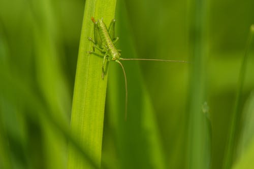 Green grasshopper on grass in countryside