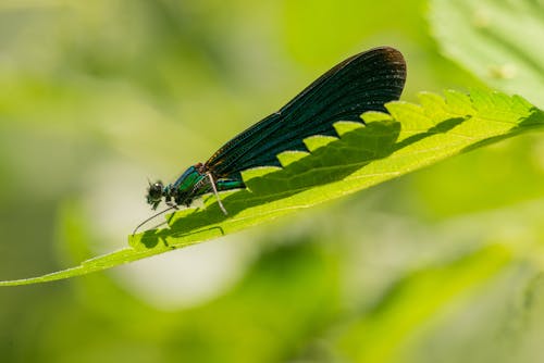 Free Low angle side view of homoptera dragonfly sitting on green leaf on blurred green background Stock Photo