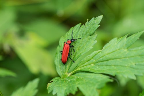 Close-Up Photo Of Red Beetle On Leaf