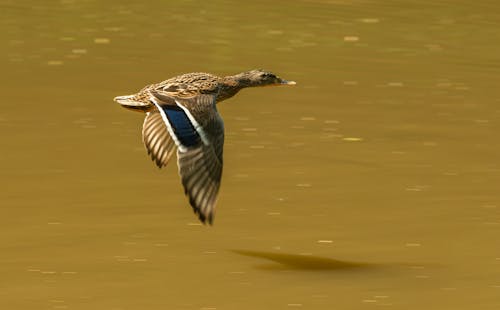 Side view of drake flapping wings while flying fast over lake with dark water