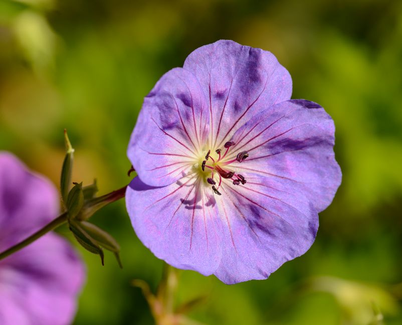 Fotomural Toma en primer plano de una vibrante flor morada con detalles intrincados que muestran sus delicados pétalos y polen.