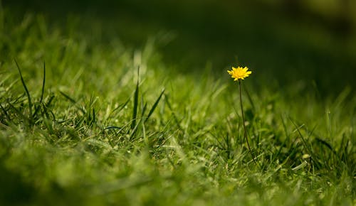 Free Yellow Flower on Green Grass Stock Photo