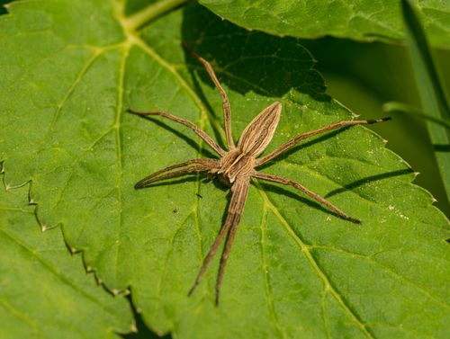 Free Detailed close-up of a spider resting on a vibrant green leaf in natural light. Stock Photo