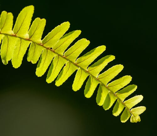Close-Up Photo Of Leaves