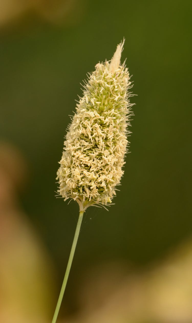 Yellow Plant In Meadow In Summer