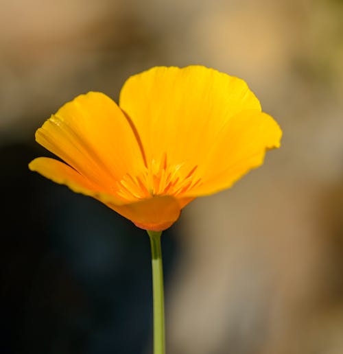 Close-Up Photo Of Yellow Flower