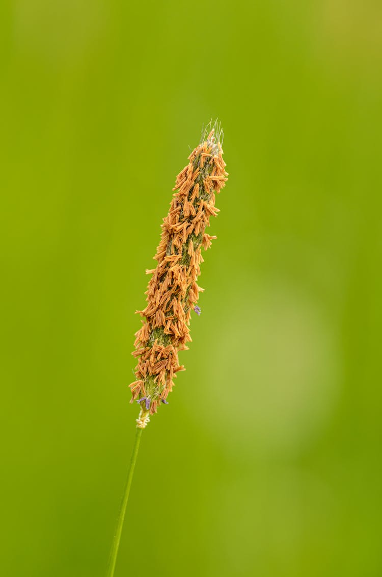 Thin Stem Of Herbaceous Plant In Field