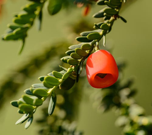 Red berries on green branch of yew berry
