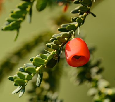 Detailed view of a red yew berry (Taxus baccata) on a vibrant green branch.