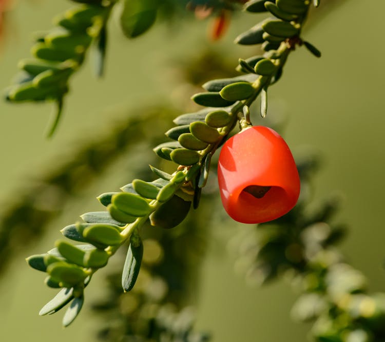 Red Berries On Green Branch Of Yew Berry