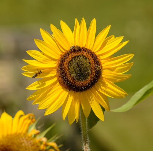 Close-Up Photo Of Sunflower