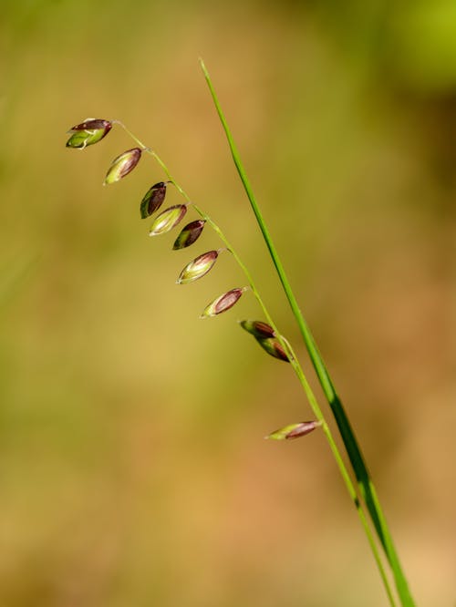 Closeup of stem of melica uniflora species of gramineae grass growing in lawn on blurred background