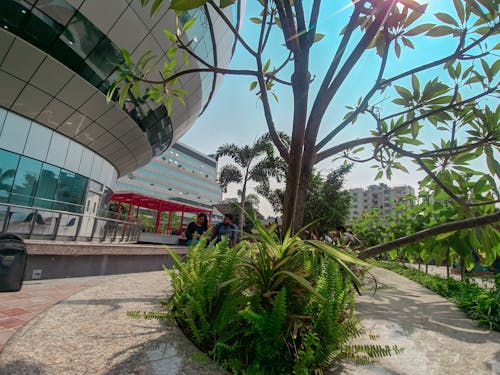 Бесплатное стоковое фото с дерево, здание университета, зеленый лист