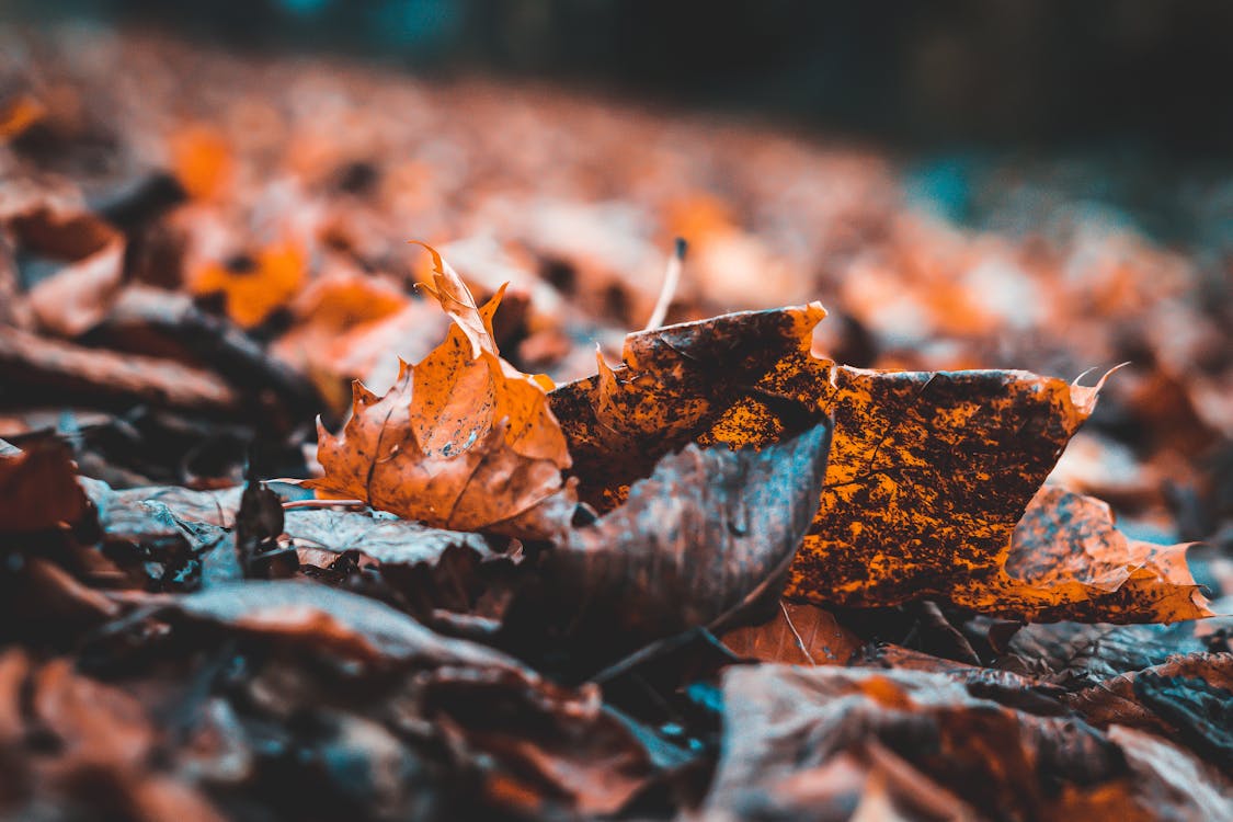 Dry Leaves Photos, Download The BEST Free Dry Leaves Stock Photos & HD  Images
