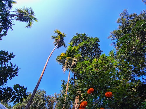 Free stock photo of blue sky, flower, orange flower