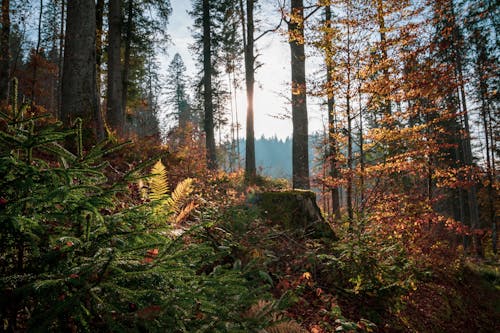 Photo Of Trees During Daytime