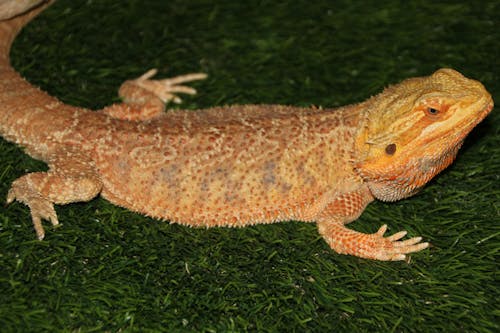 Foto d'estoc gratuïta de a l'aire lliure, amfibi, animal