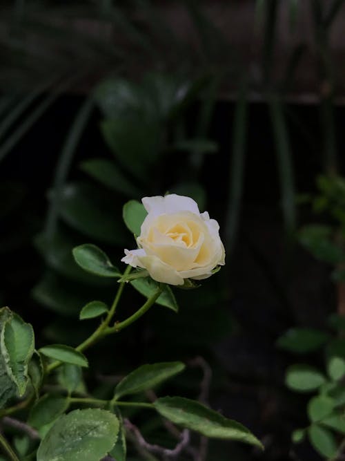 Close-Up Photo Of White Rose