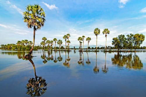 Tall Palm Trees on Wetland Under Blue Sky