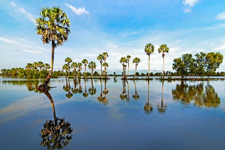 Tall Palm Trees On Wetland Under Blue Sky