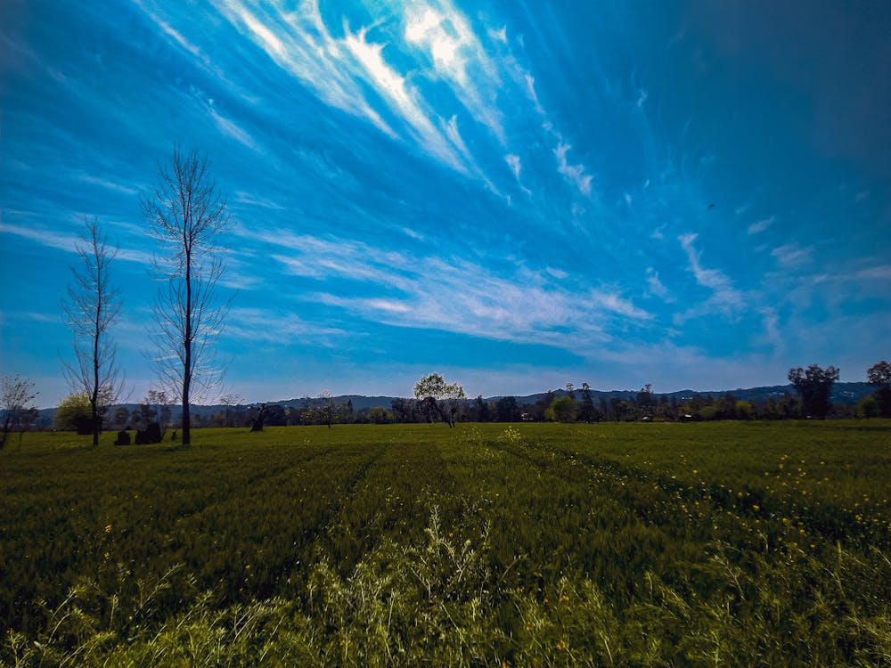 Gratis stockfoto met bewolkte hemel, blauwe lucht, bomen