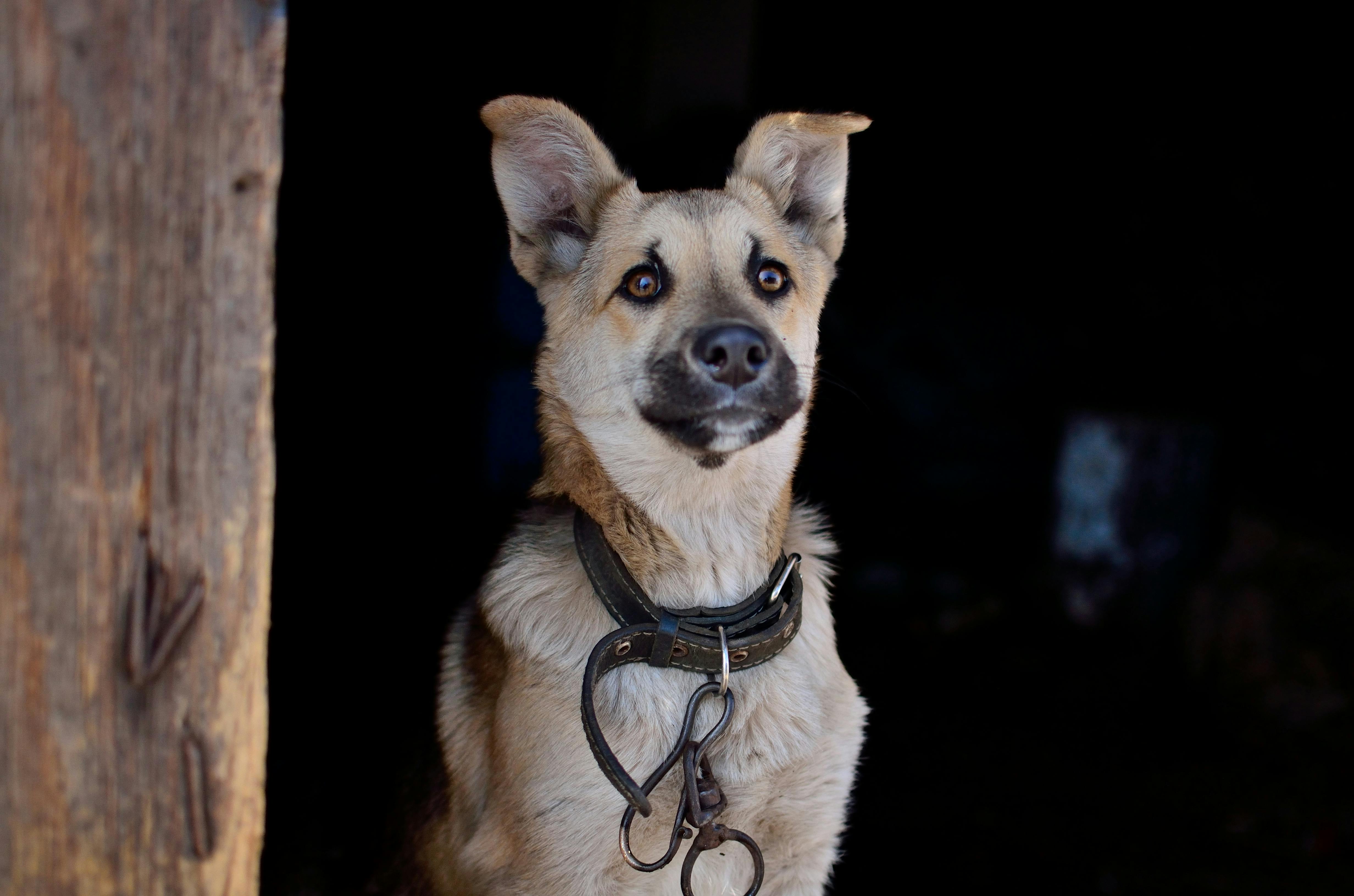 Dog sitting near house in village