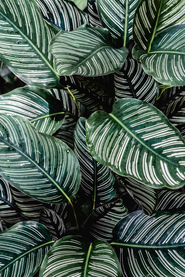 Philodendron