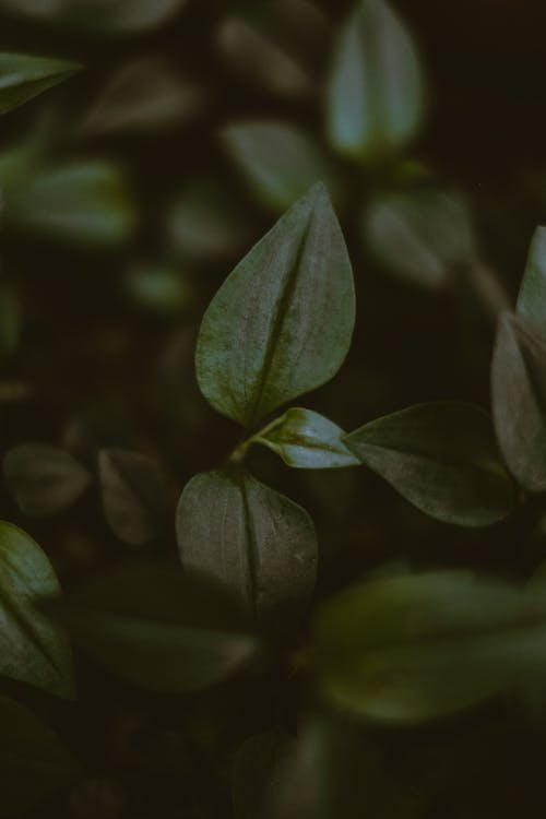 Dark green leaves on stem in forest