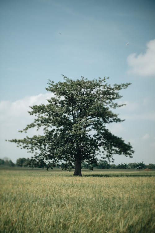 印尼, 垂直拍摄, 樹 的 免费素材图片