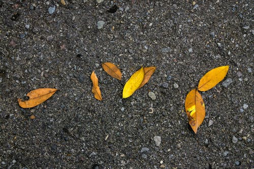 Free stock photo of asphalt, autumn, background