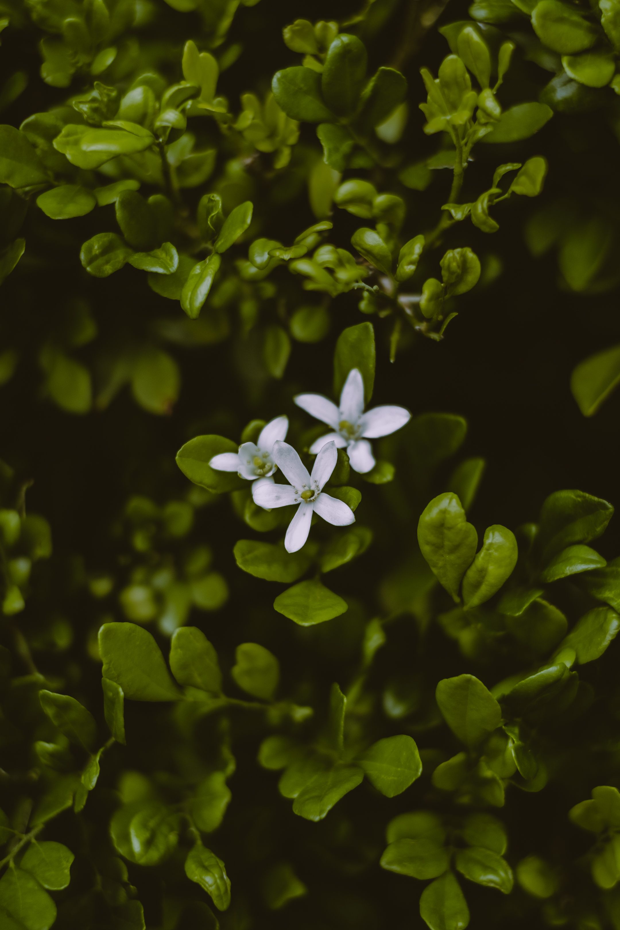 Free Flowering shrub of perennial herbaceous creeping plant Stock Photo