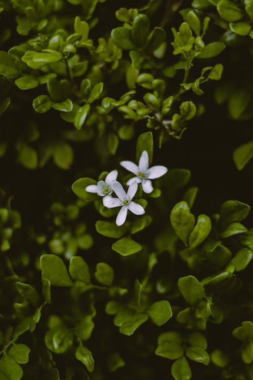 Flowering shrub of perennial herbaceous creeping plant