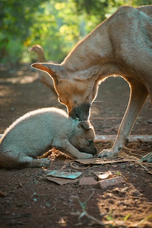 Dog with her Puppy