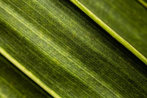 Macro Shot of a Green Leaf