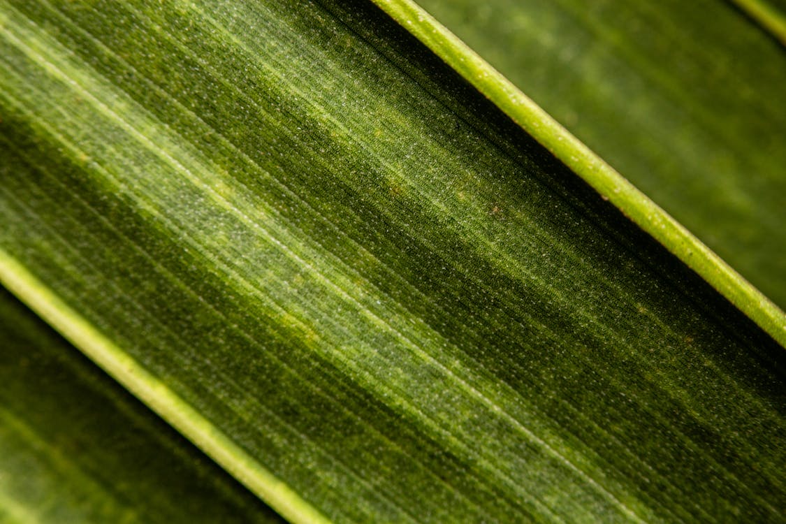 Macro Shot of a Green Leaf