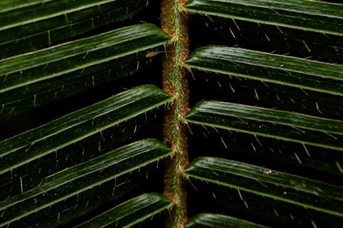 Bezpłatne Darmowe zdjęcie z galerii z liście palmowe, makro, natura Zdjęcie z galerii