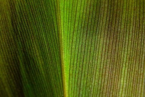 Foto profissional grátis de botânica, botânico, close-up extremo