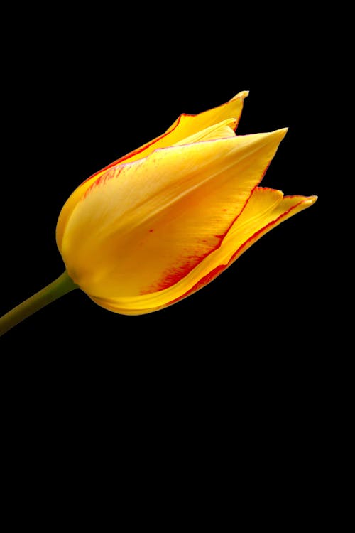 Gratis arkivbilde med blomst, blomsterfotografering, gul tulipan