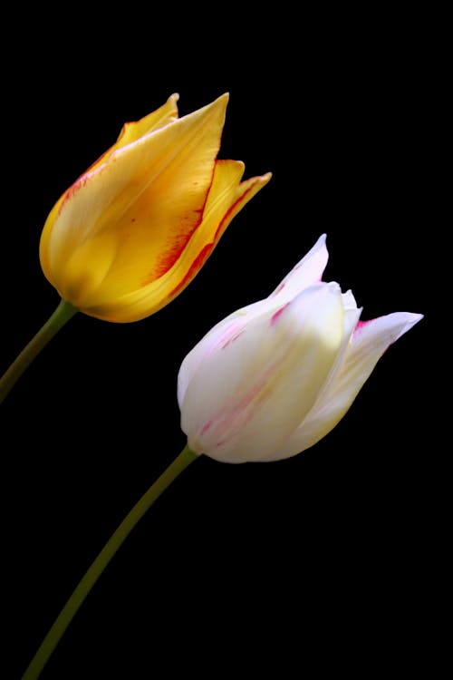 Foto profissional grátis de floração, flores, fotografia de flores