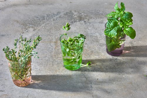 Green Plants in Clear Drinking Glasses