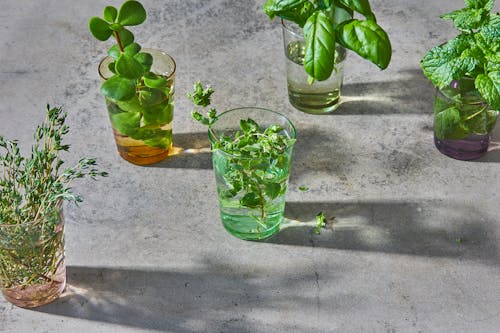 Clear Drinking Glasses With Variety of Green Leaves