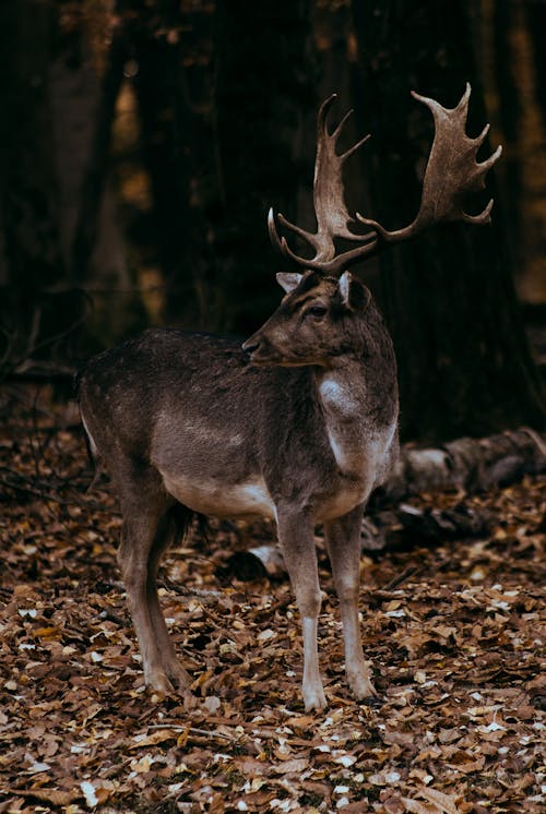 Adult deer with big antlers in woodland
